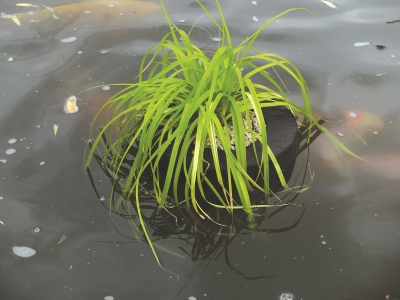 Floating Planter Round 25cm